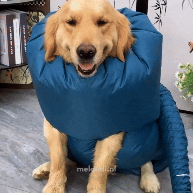 Quick and Stress-Free Dog Drying Solution