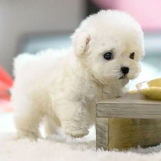 Plush Puppy Toy for Family Playtime – Moving Toy for Kids