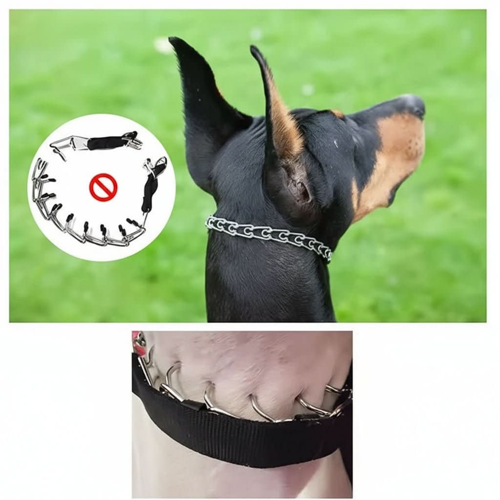 Training Collar for Improved Direction and Daily Walks