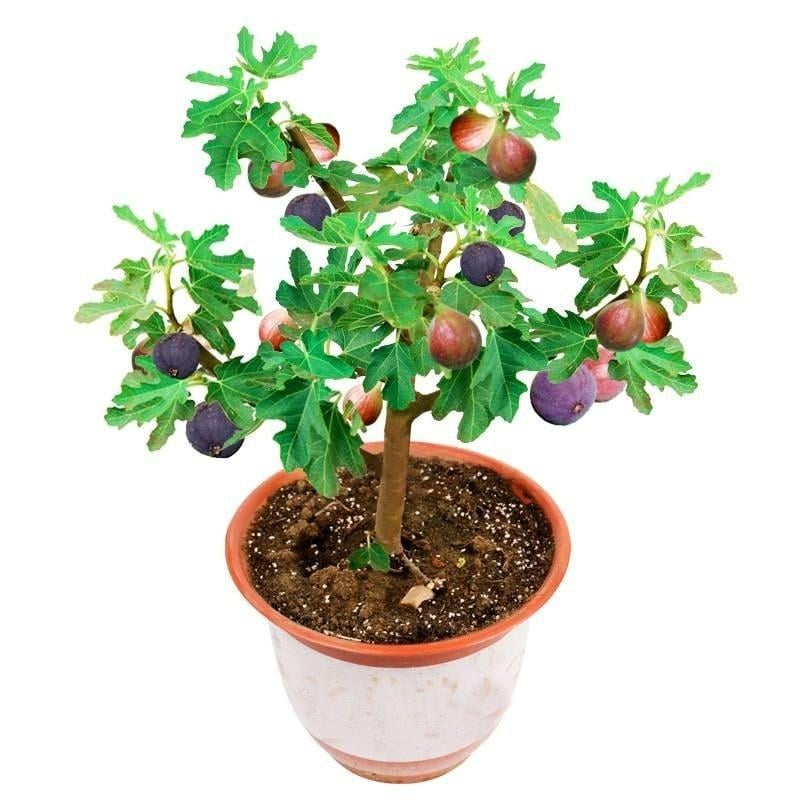 Evergreen Fig Tree Seeds - Easy to Grow & Productive