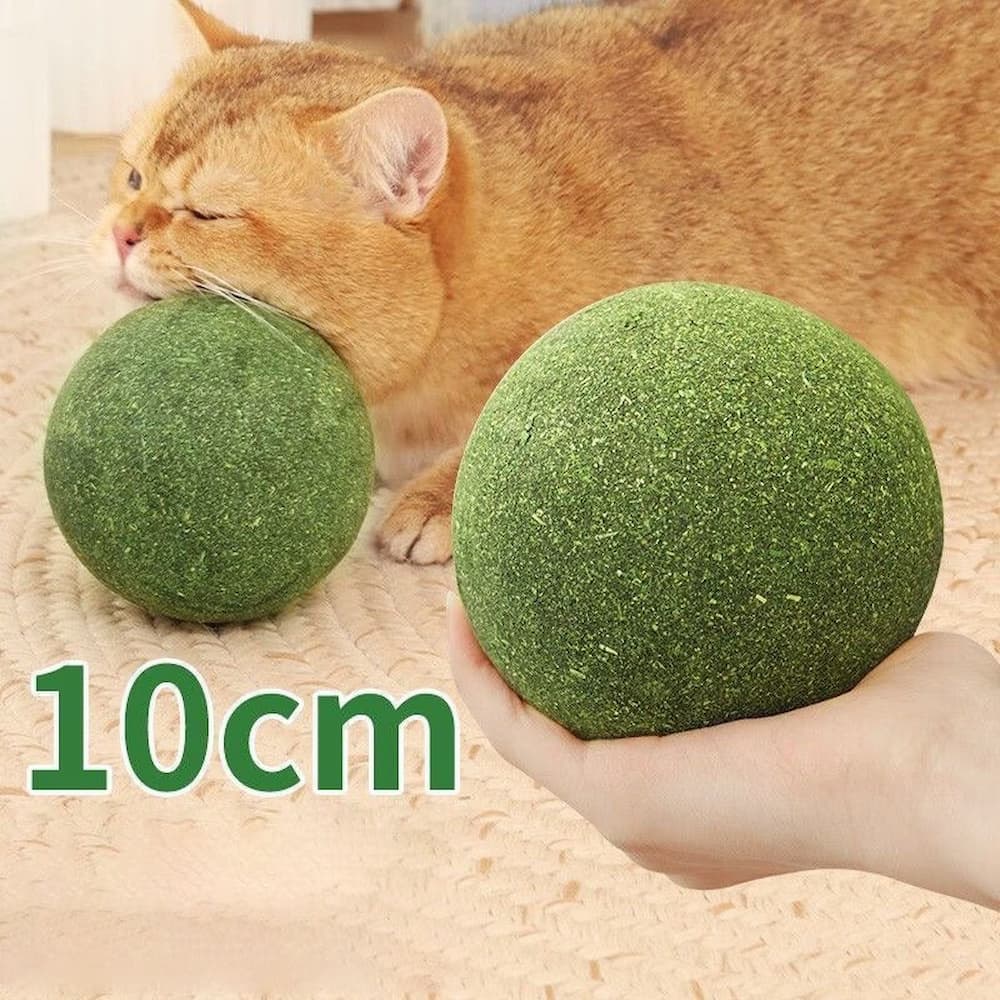 Effortless Dental Care for Your Cat While Playing
