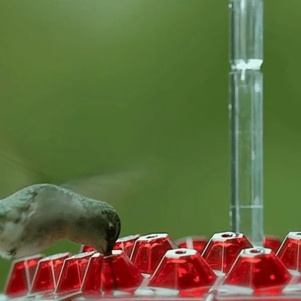 Hummingbird Feeder Featuring Integrated Ant Moat