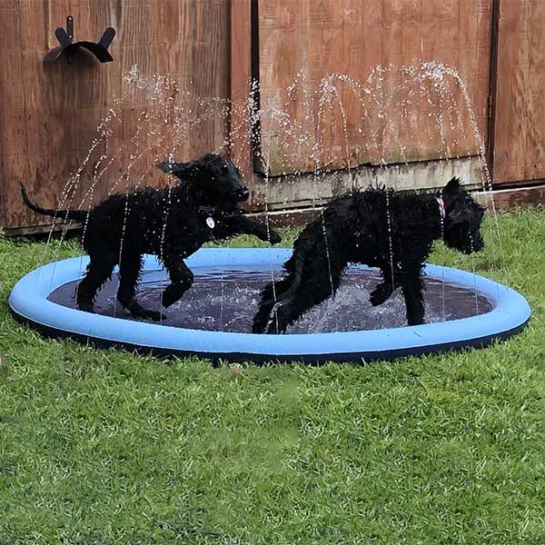 DogSplash - Long-lasting Fun for Your Canine Friend!
