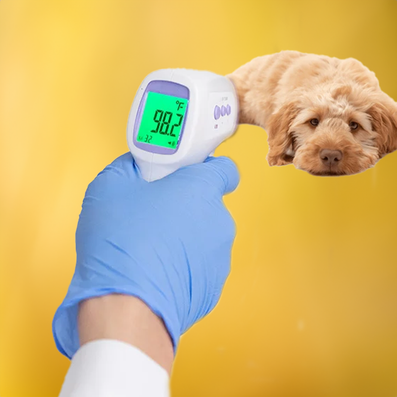 Non-Contact Canine Thermometer for Quick Temperature Reading