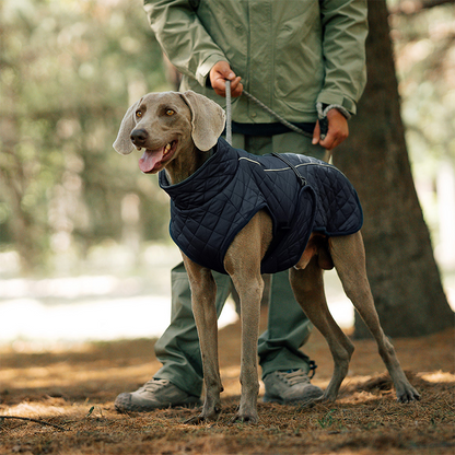 Keep Your Dog Warm and Visible During Every Walk