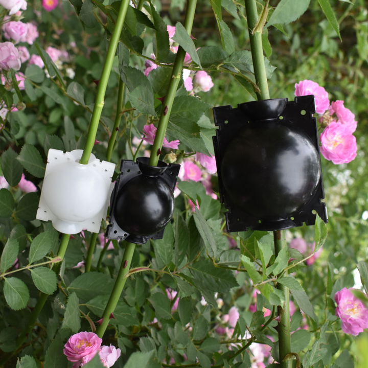 Plant Propagation Capsule for Air Layering