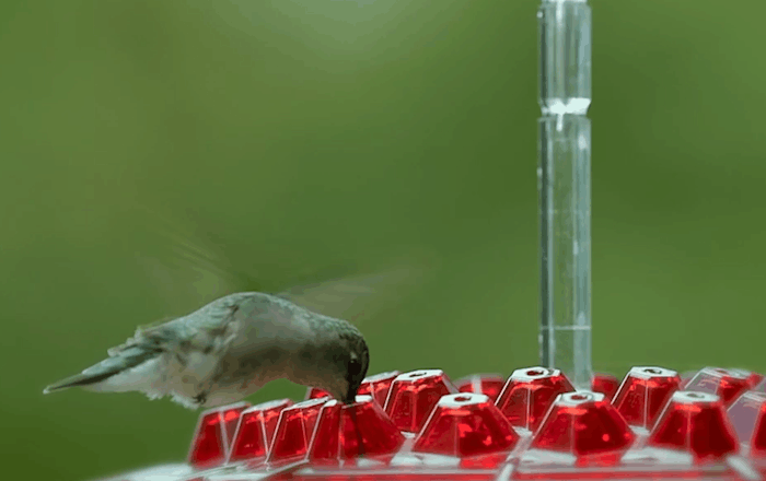 Outdoor Hanging Feeder for Hummingbirds – Ant-Resistant with Multi-Port Tray