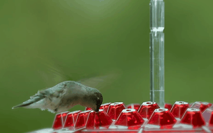Outdoor Hanging Feeder for Hummingbirds – Ant-Resistant with Multi-Port Tray