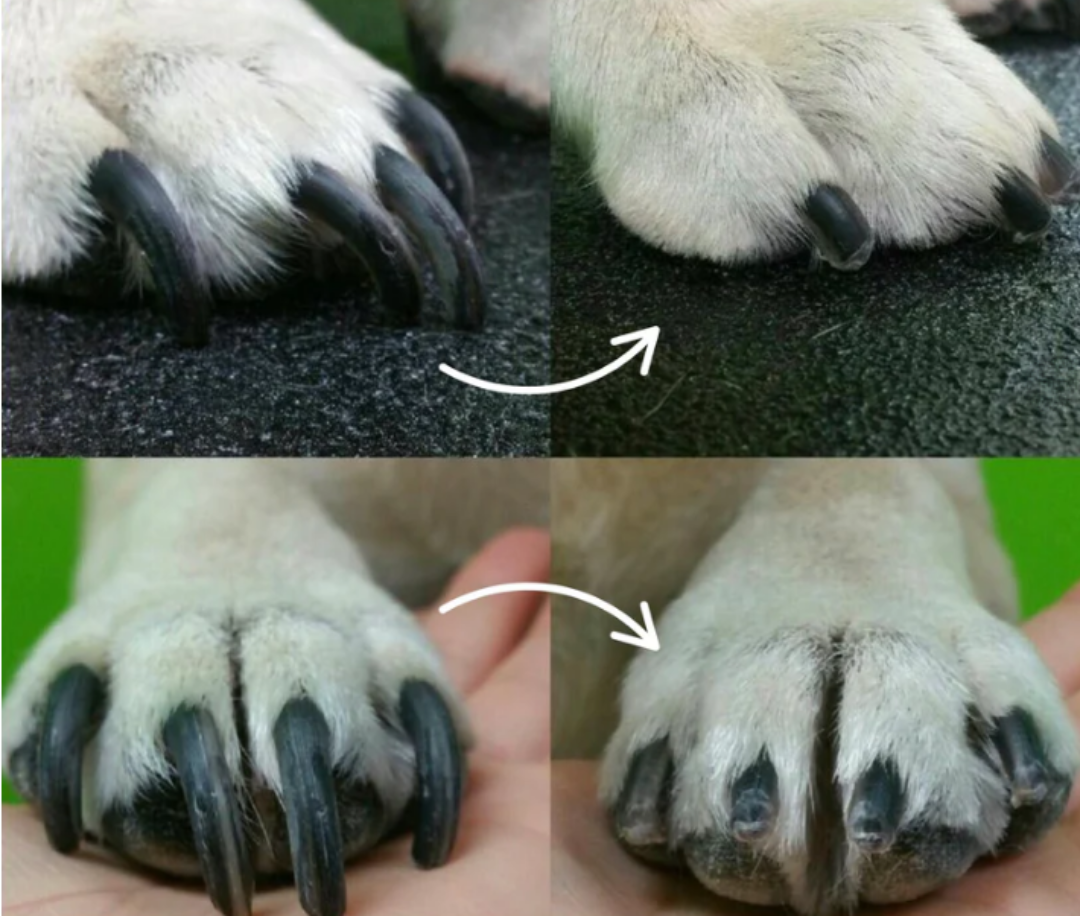 Dog Nail Clipper with Built-in LED Light for Safe Trimming