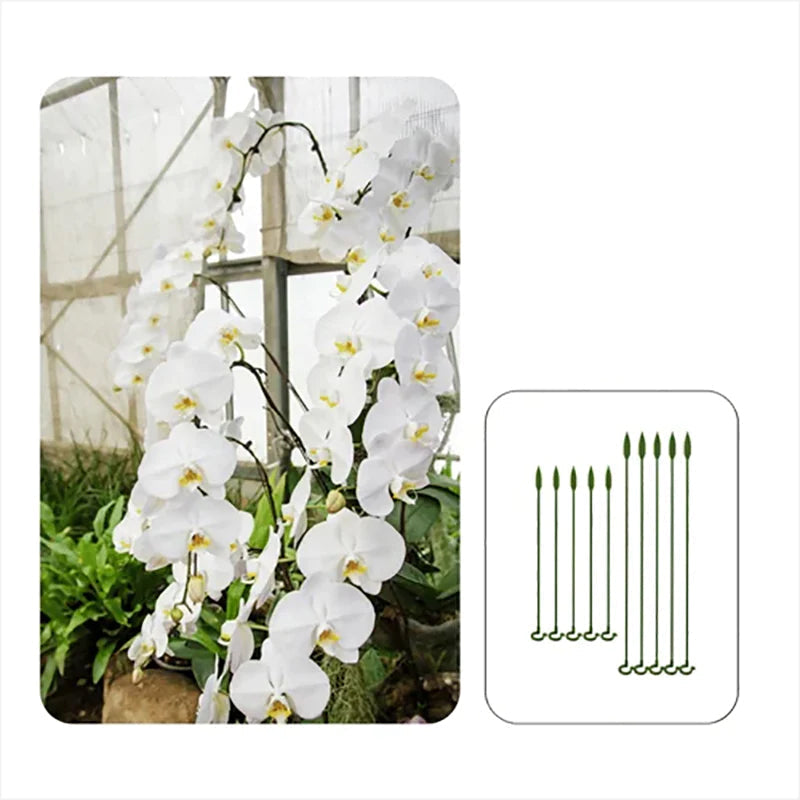 Elegant Stem Support for Thriving Plants