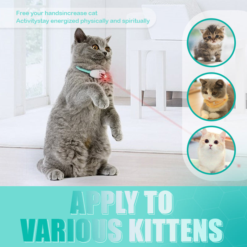 Keep Your Cat Healthy, Happy, and Energetic Every Day