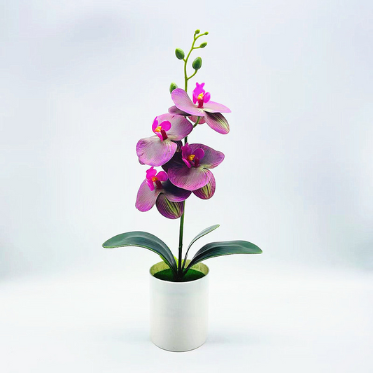 Effortless Elegance with Realistic, Low-Maintenance Orchids