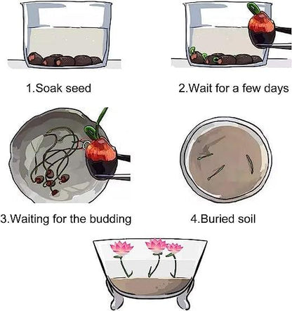 Bonsai Water Garden Seeds for Balcony and Pond
