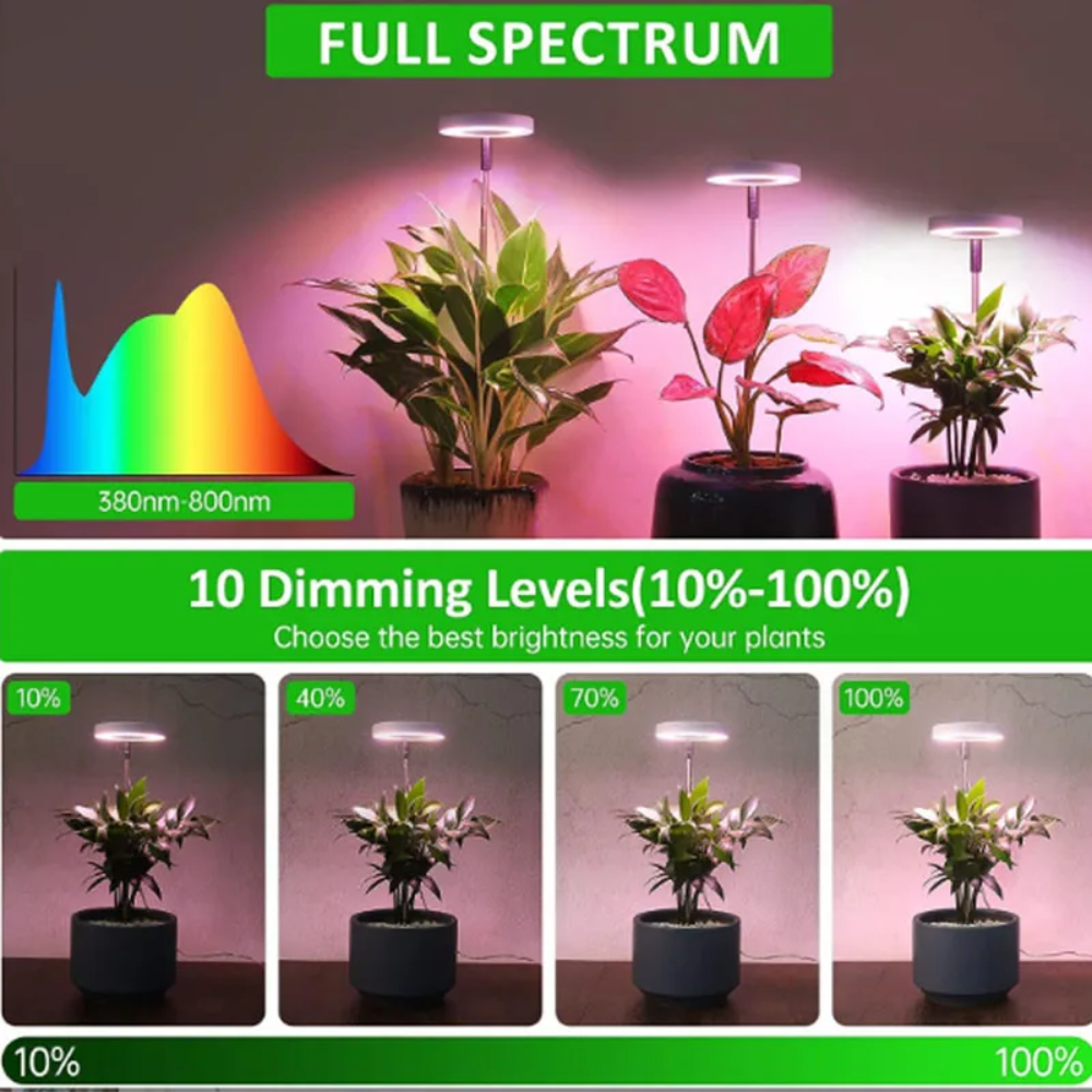 Keep Your Houseplants Healthy and Lively Year-Round