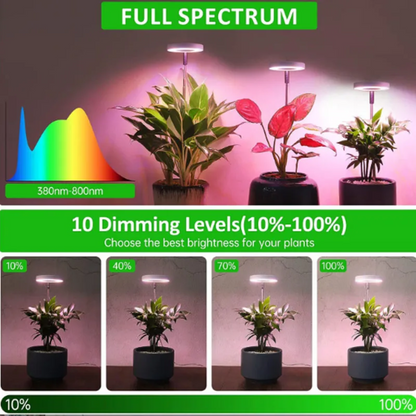 Keep Your Houseplants Healthy and Lively Year-Round