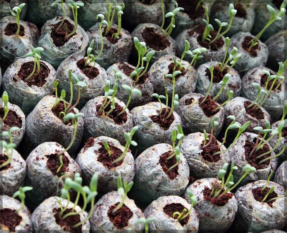 Quick and Strong Sprouting with Ideal Moisture Control