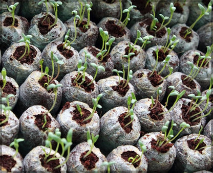 Quick and Strong Sprouting with Ideal Moisture Control