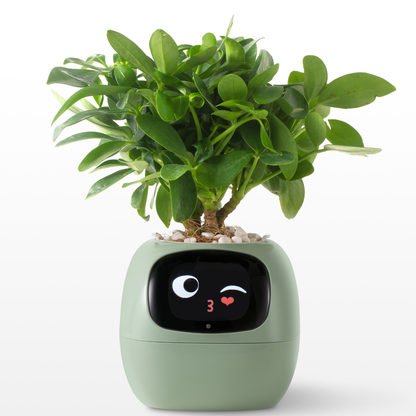Creative Emoji Flower Pot