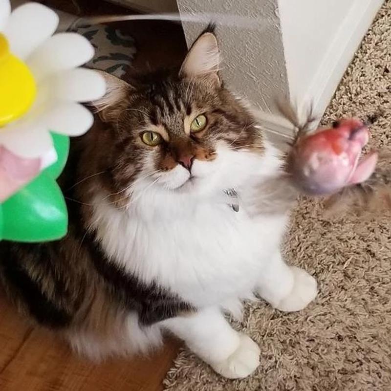 Engaging Cat Toy with Interactive Bird Design