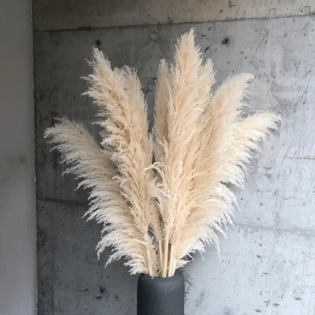 Dried Pampas Grass for Boho Decor