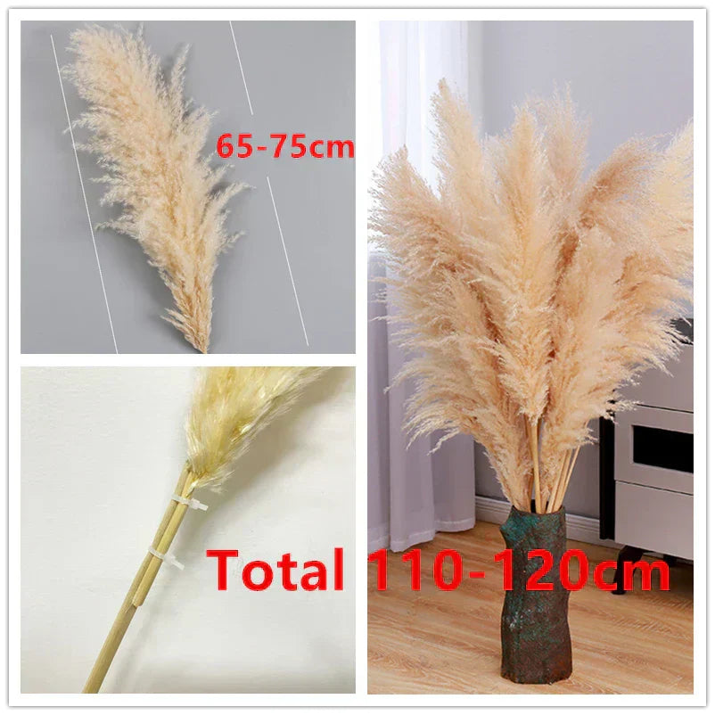 Dried Pampas Grass for Boho Decor