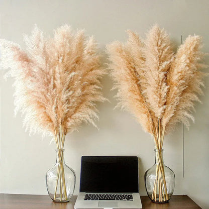 Dried Pampas Grass for Boho Decor