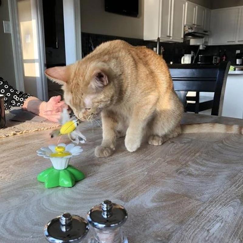 Engaging Cat Toy with Interactive Bird Design