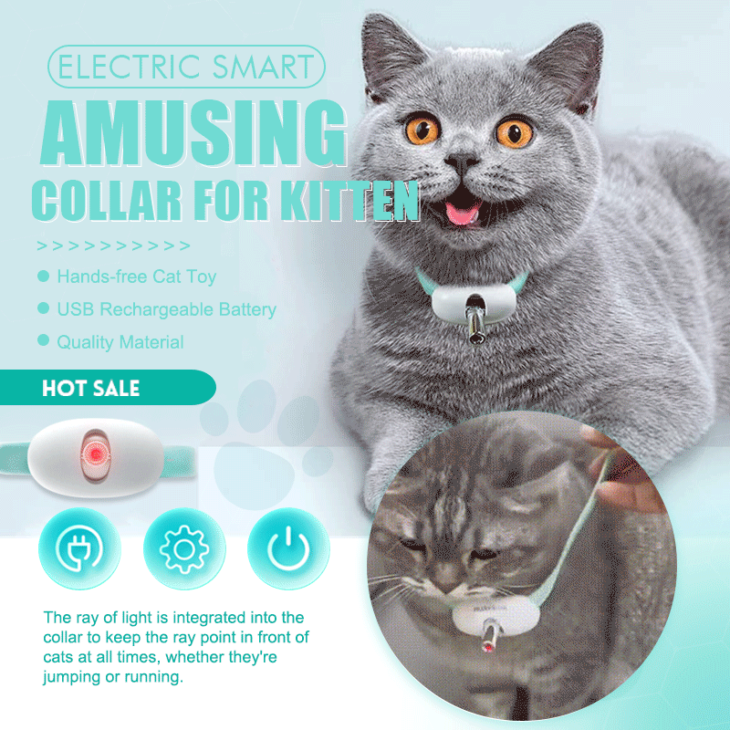 Keep Your Cat Healthy, Happy, and Energetic Every Day