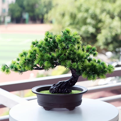 Bonsai Tree 24 cm | Evergreen and Low-Maintenance | Includes Black Pot