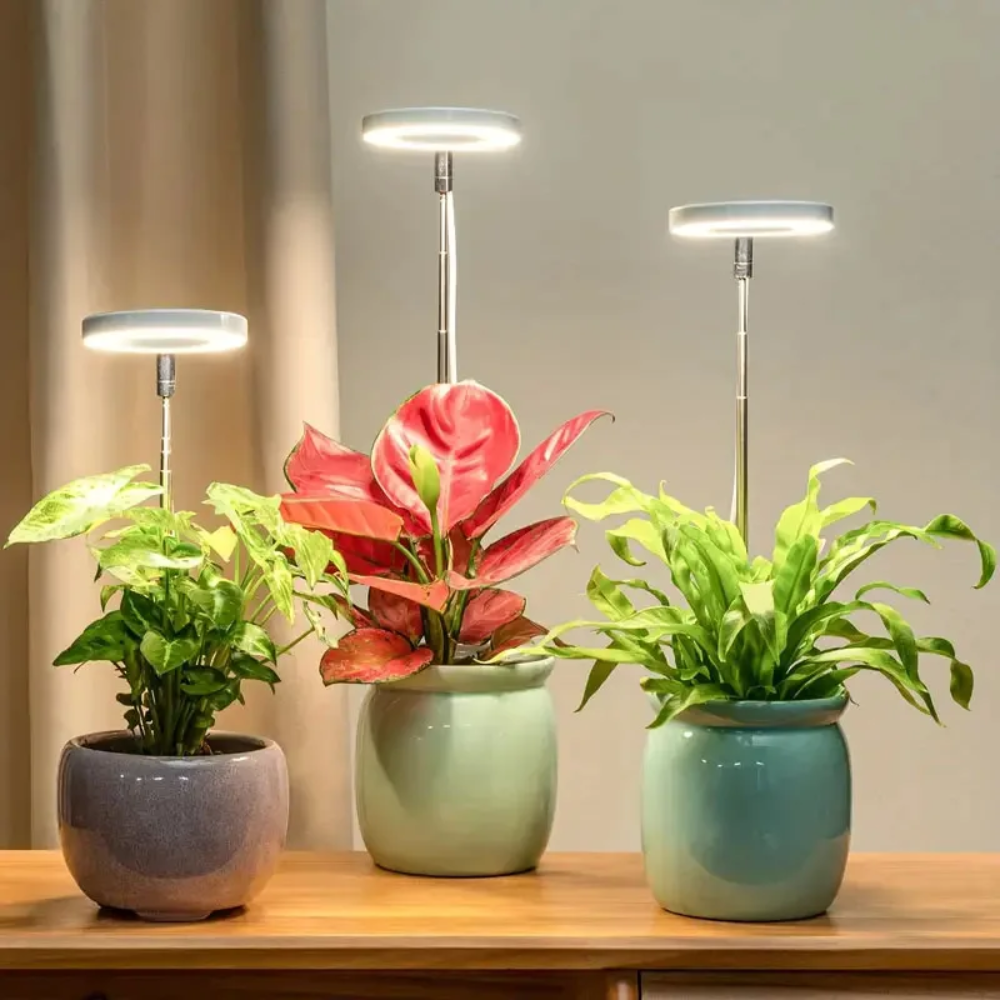 Keep Your Houseplants Healthy and Lively Year-Round