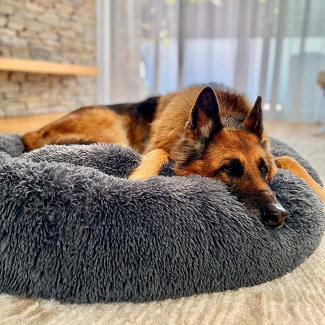 Dog Bed for Relaxation and Comfort