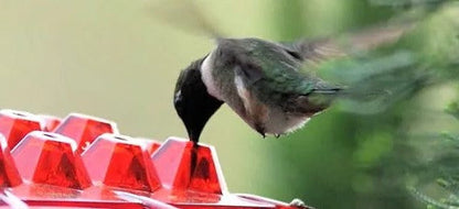 Outdoor Hanging Feeder for Hummingbirds – Ant-Resistant with Multi-Port Tray