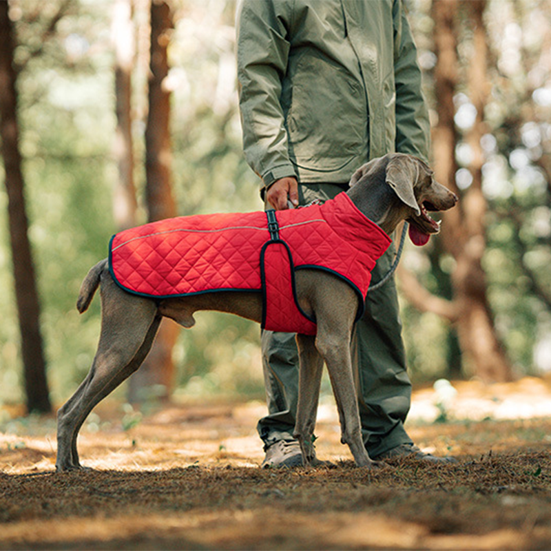 Keep Your Dog Warm and Visible During Every Walk