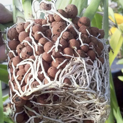 Organic Ceramic Clay Pebbles for Hydroponics | Ideal for Pots & Orchids | Enhances Soil Drainage