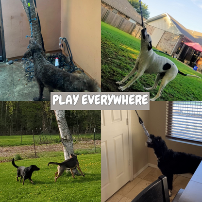 Endless Bouncing Fun for Your Dog - Springball Pro