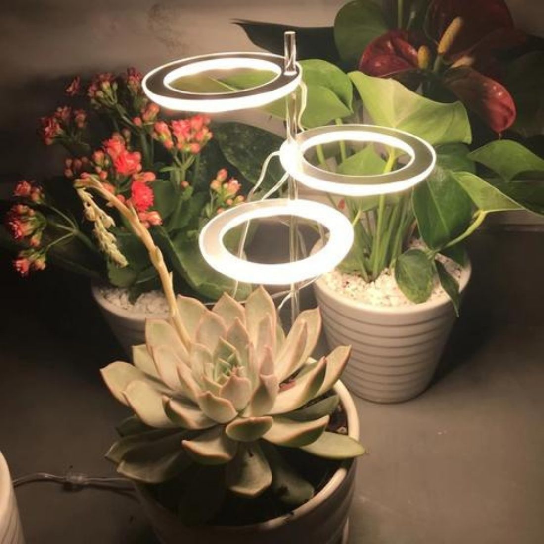 Indoor Plant Growth Light – Last Day Discount
