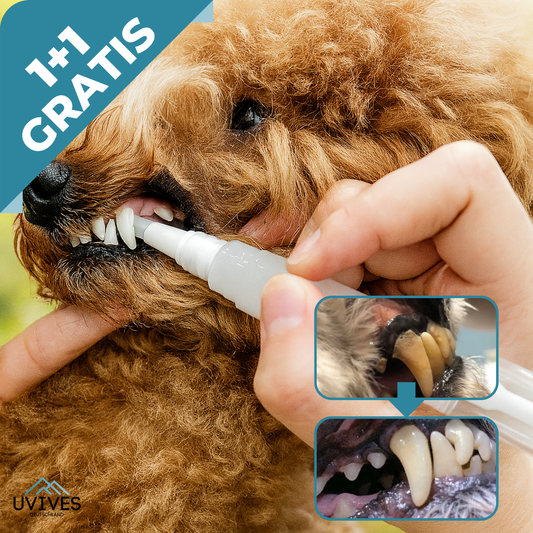 Buy One Get One Free | Easy Pet Dental Care Solution