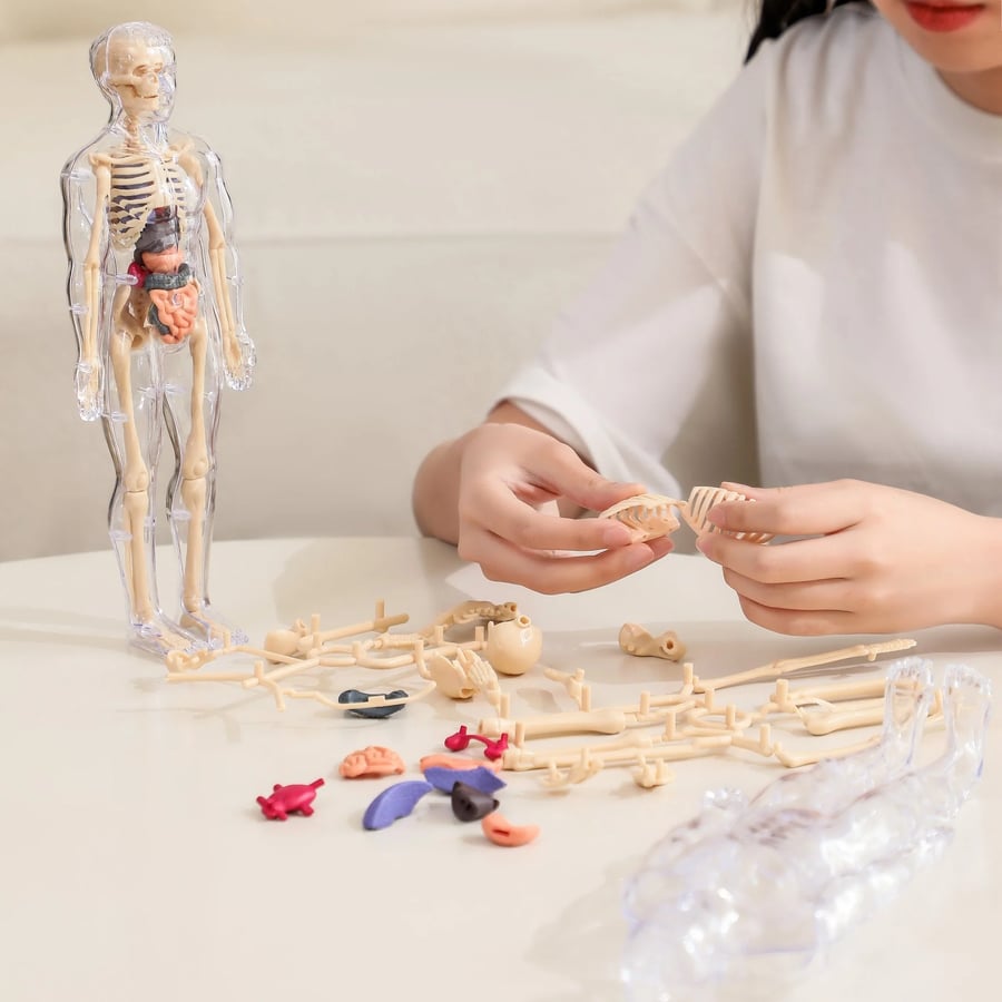 Interactive 3D Human Anatomy Model for Learning & Teaching