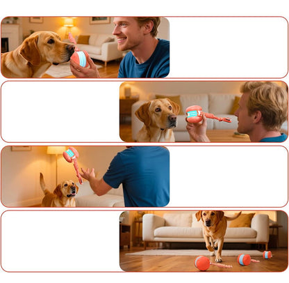 Keep Dogs Active, Engaged, and Happy All Day Long