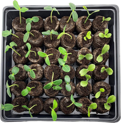 Quick and Strong Sprouting with Ideal Moisture Control