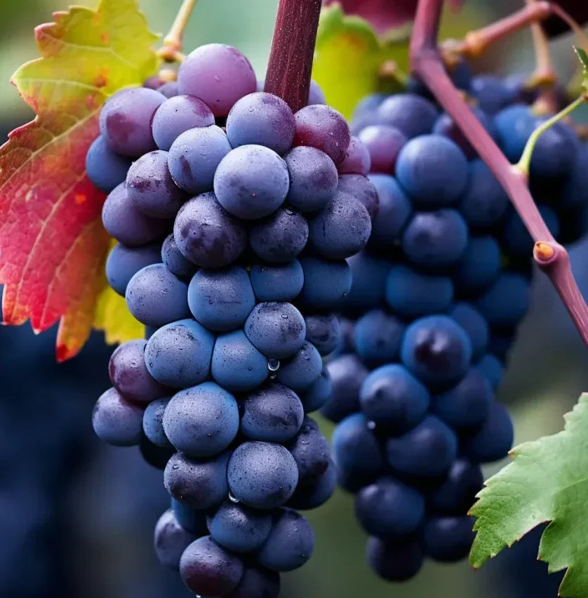 SweetHarvest – Giant Seedless Grape Tree Seeds