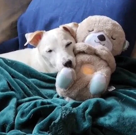 Comforting Cuddle Companion for Pets