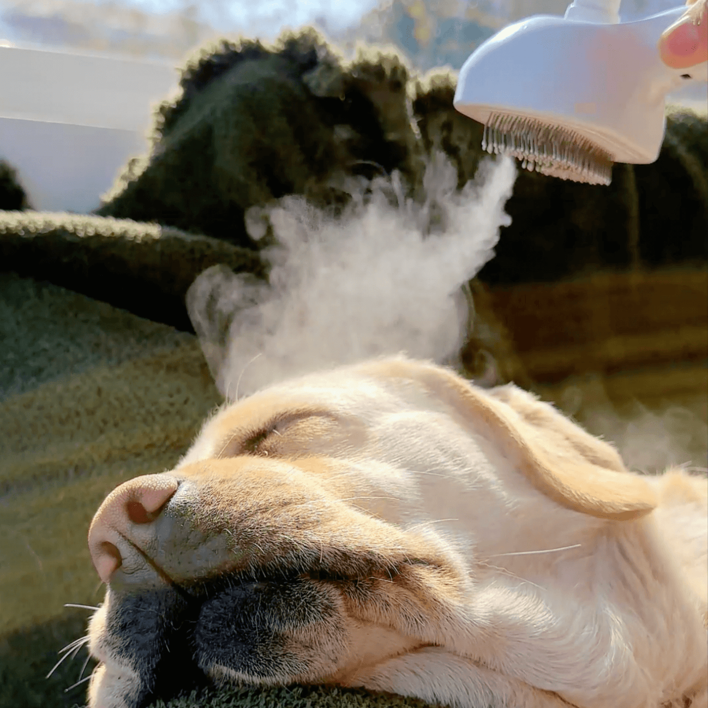 Steam Brush for Dogs – Gentle Grooming Tool for All Coat Types
