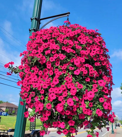Buy 3, Get 3 Free | Vibrant, Low-Maintenance Color That Lasts