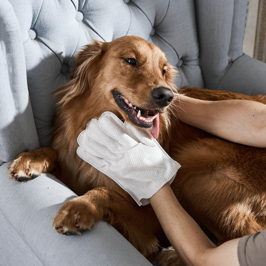 Daily Care Gloves for Gentle Pet Wipes