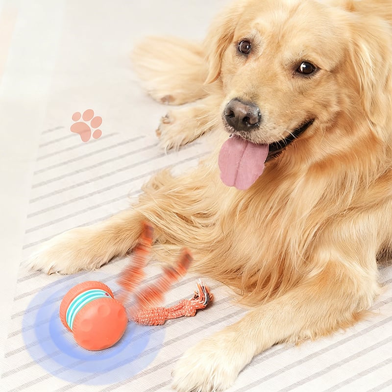 Keep Dogs Active, Engaged, and Happy All Day Long