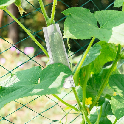 Buy One Get One Free | Grow Fun-Shaped Cucumbers to Impress