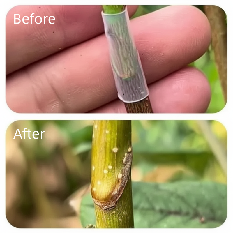 Safe and Fast Healing Grafting Sleeves for Enhanced Yields