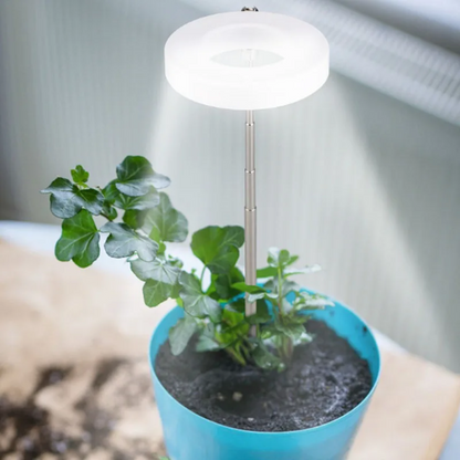 Keep Your Houseplants Healthy and Lively Year-Round
