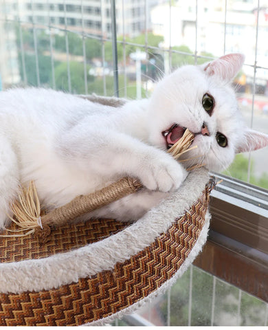 Eco-Friendly Chew Sticks for Feline Dental Health